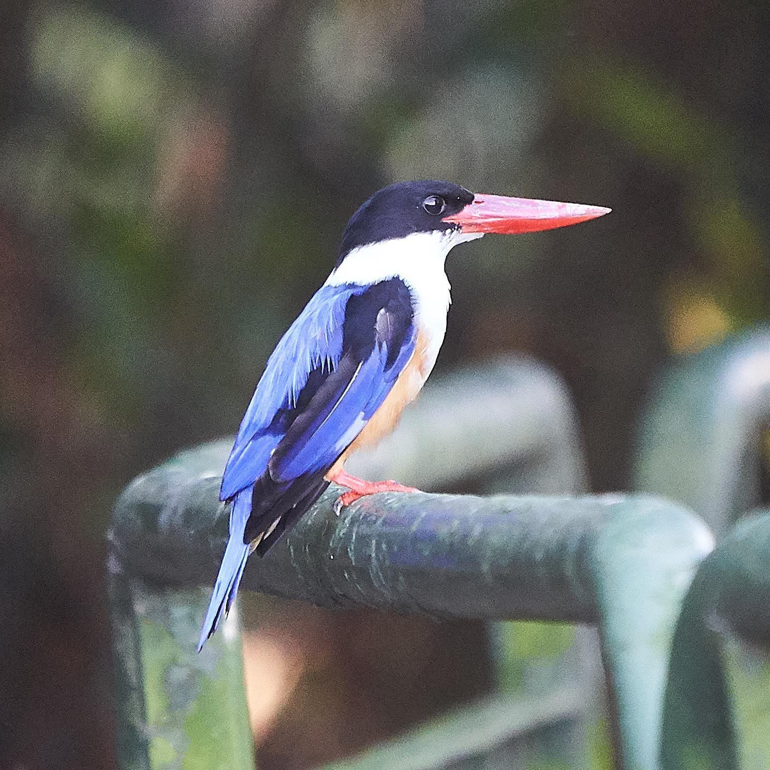 Black-capped Kingfisher Photo by Steven Cheong