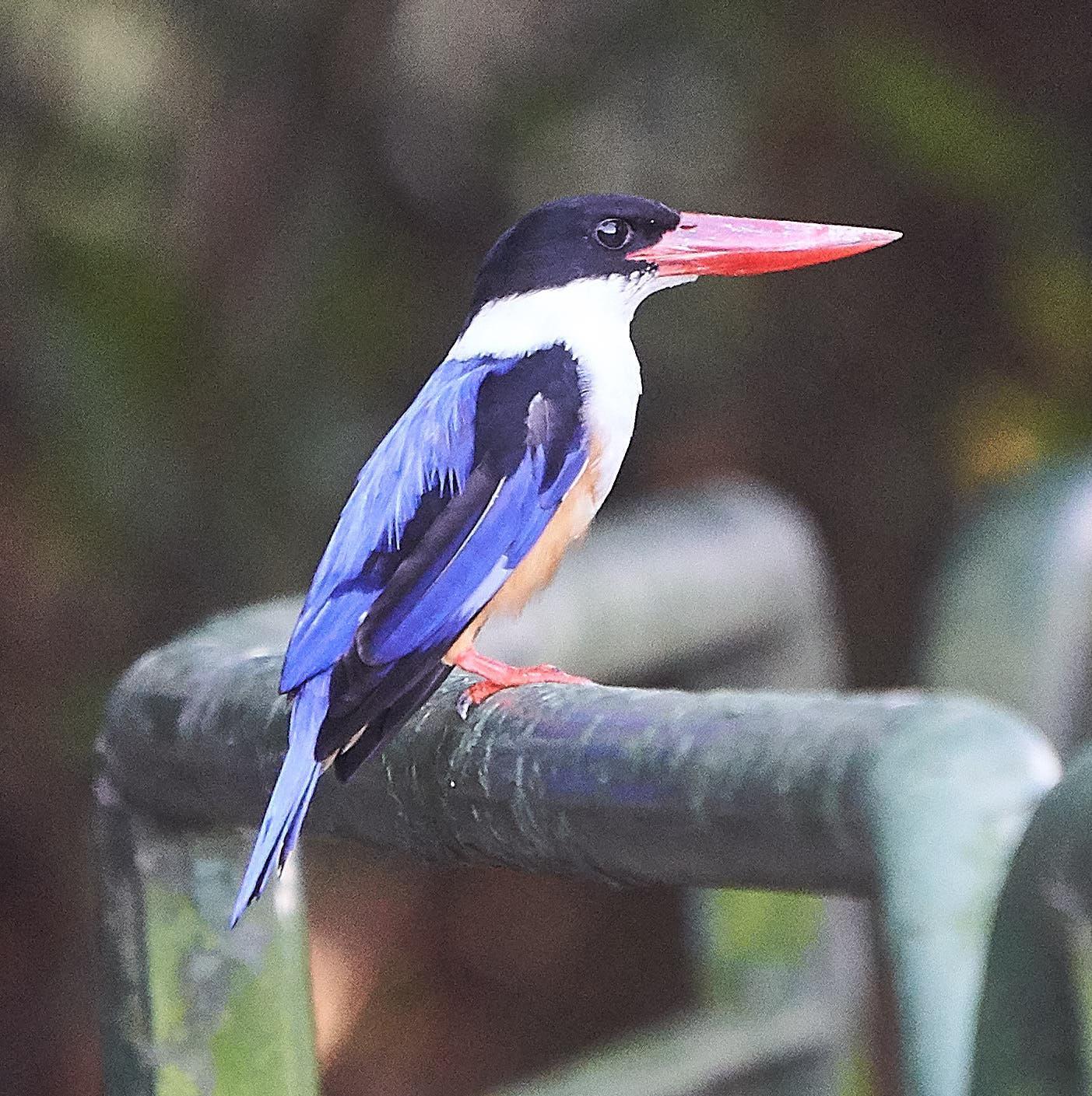 Black-capped Kingfisher Photo by Steven Cheong