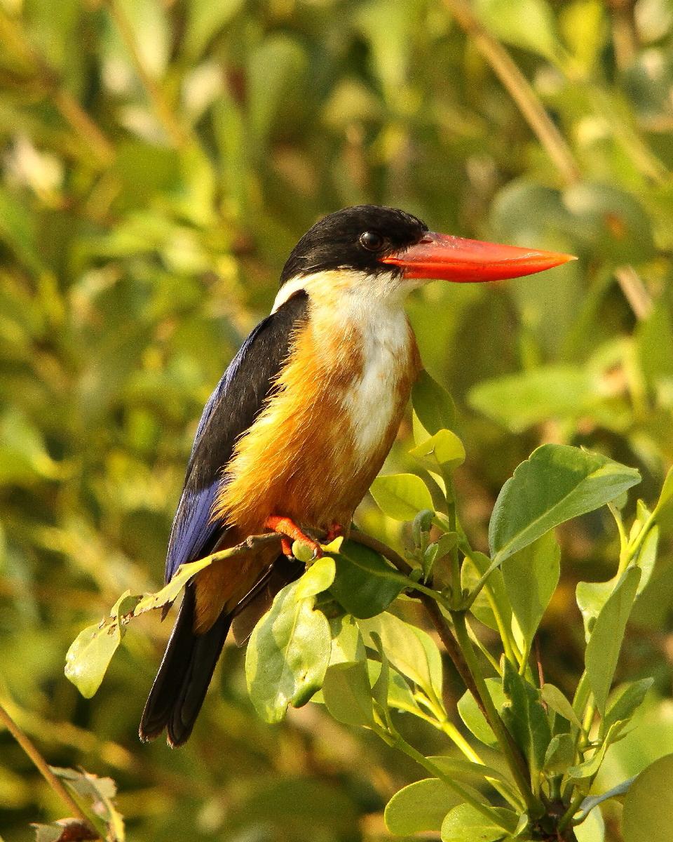 Black-capped Kingfisher Photo by Chris Lansdell