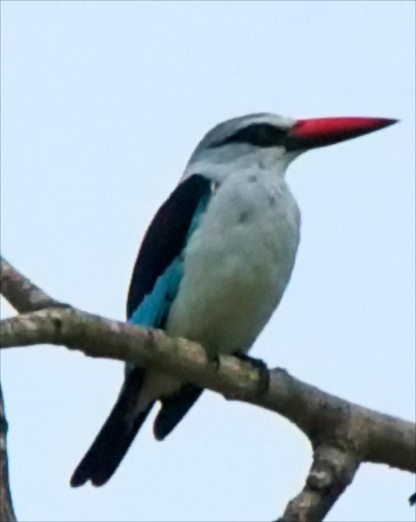 Woodland Kingfisher Photo by Dick Beery / 3 Oaks Enhancements