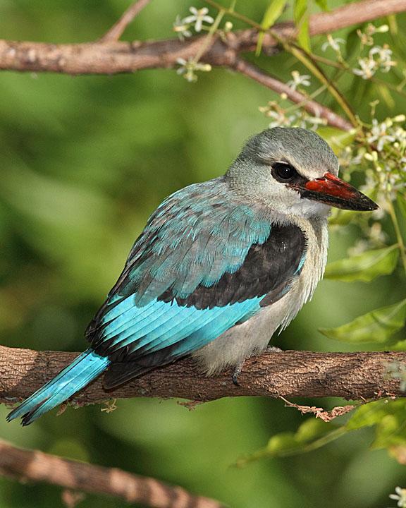 Woodland Kingfisher Photo by Jack Jeffrey