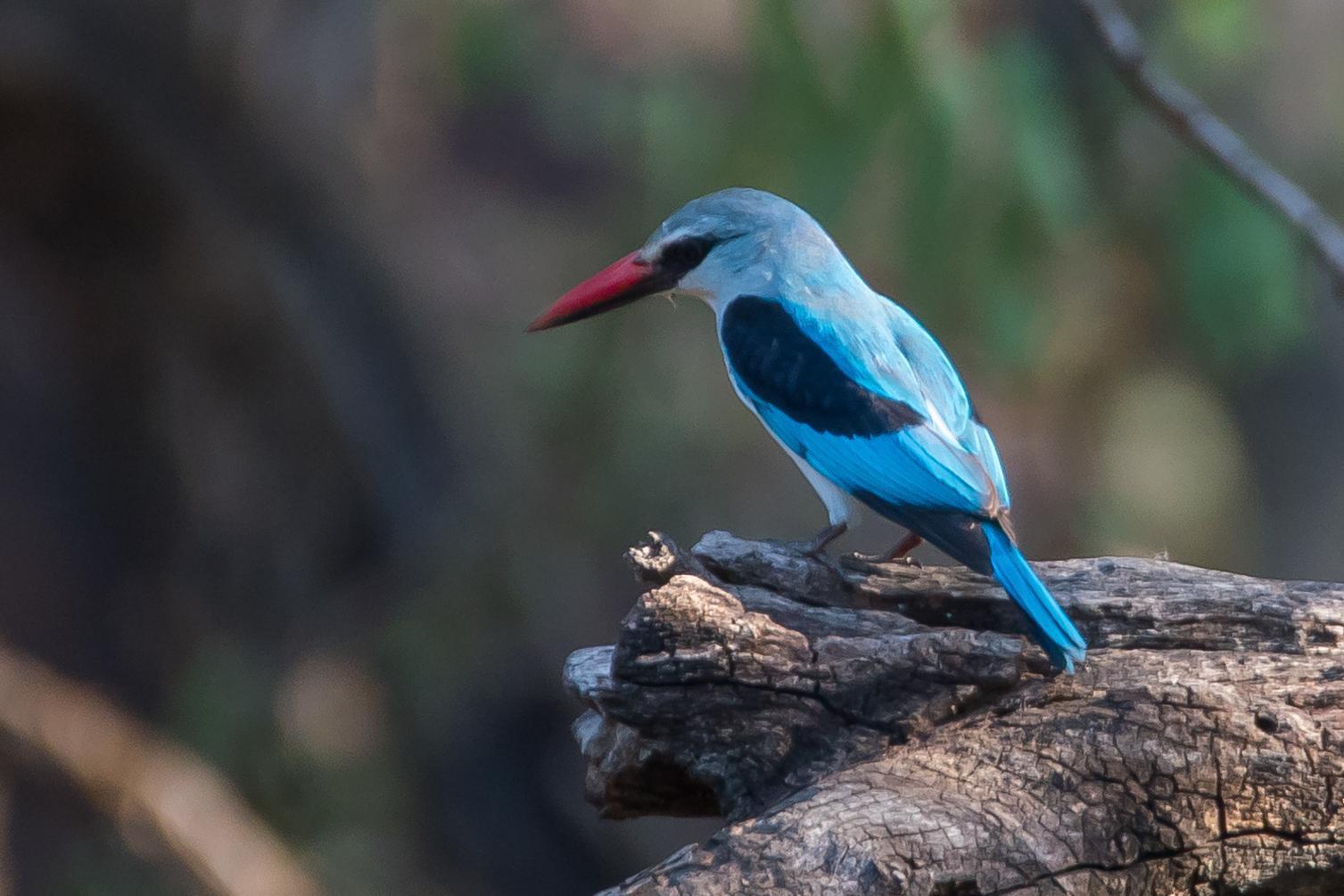 Woodland Kingfisher Photo by Gerald Hoekstra