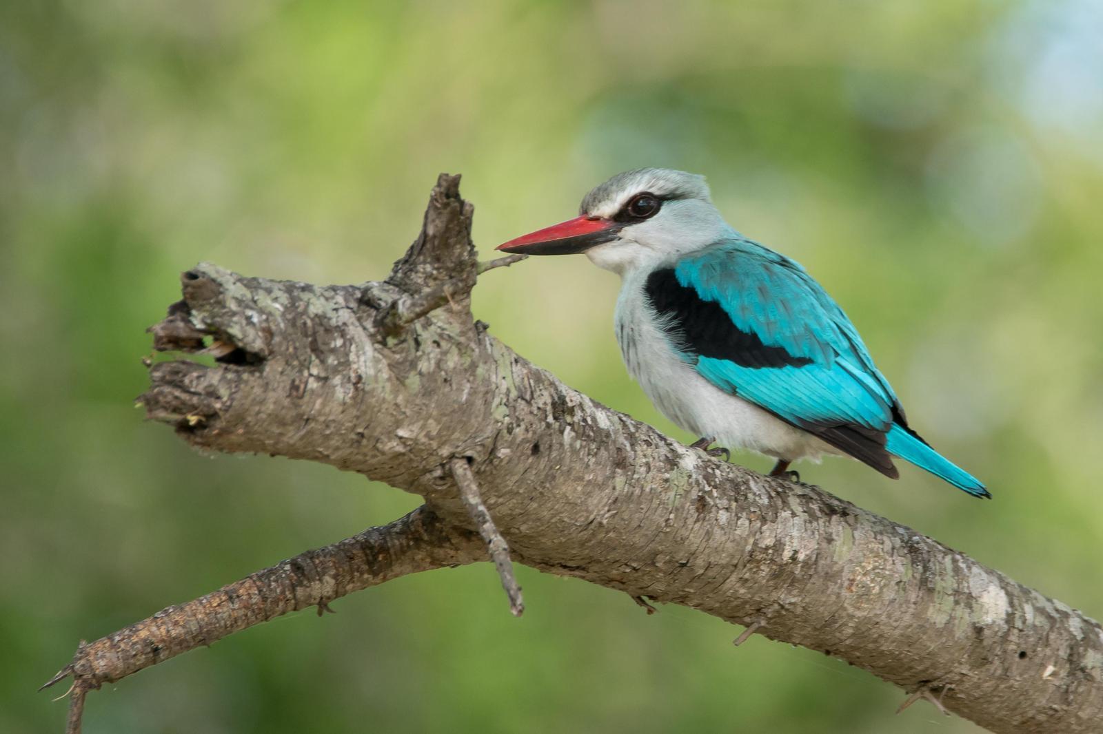 Woodland Kingfisher Photo by Gerald Hoekstra