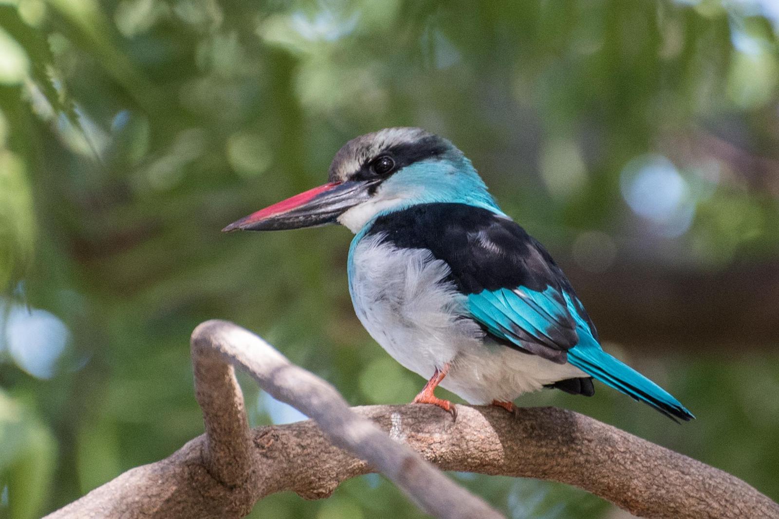Blue-breasted Kingfisher Photo by Rob Garner