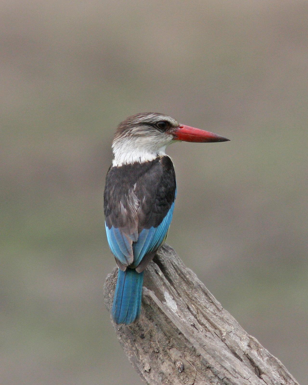 Brown-hooded Kingfisher Photo by Henk Baptist