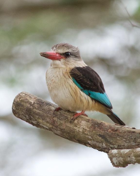 Brown-hooded Kingfisher Photo by Denis Rivard