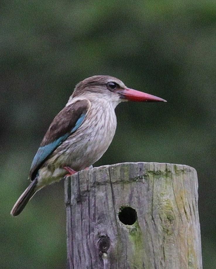 Brown-hooded Kingfisher Photo by Alex Lamoreaux