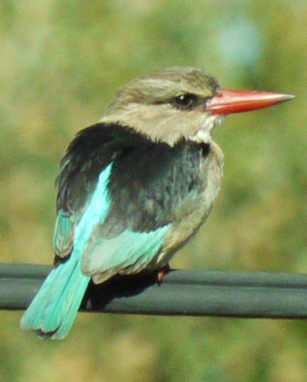 Brown-hooded Kingfisher Photo by Peter Lowe