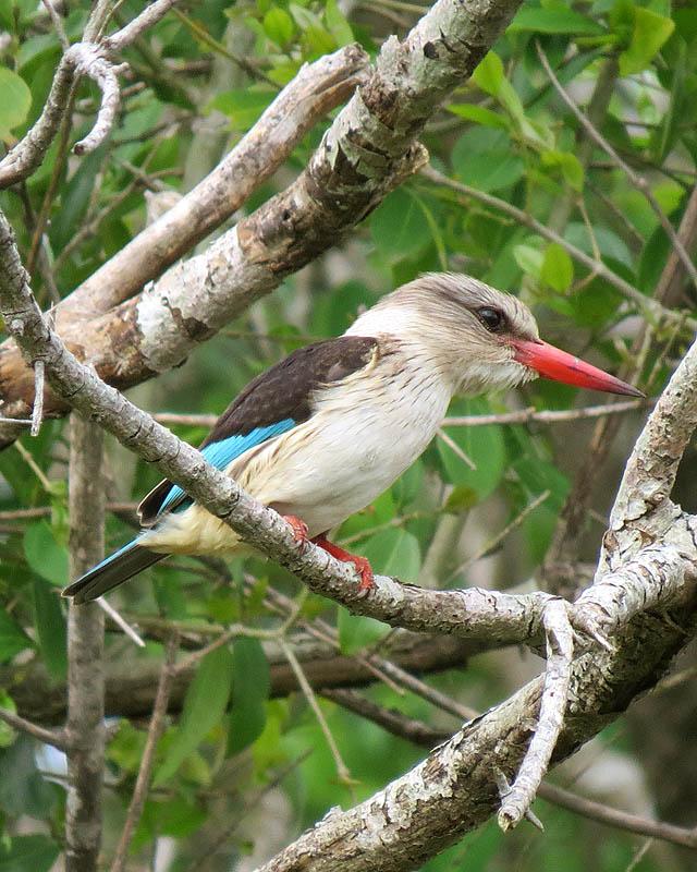 Brown-hooded Kingfisher Photo by Peter Boesman