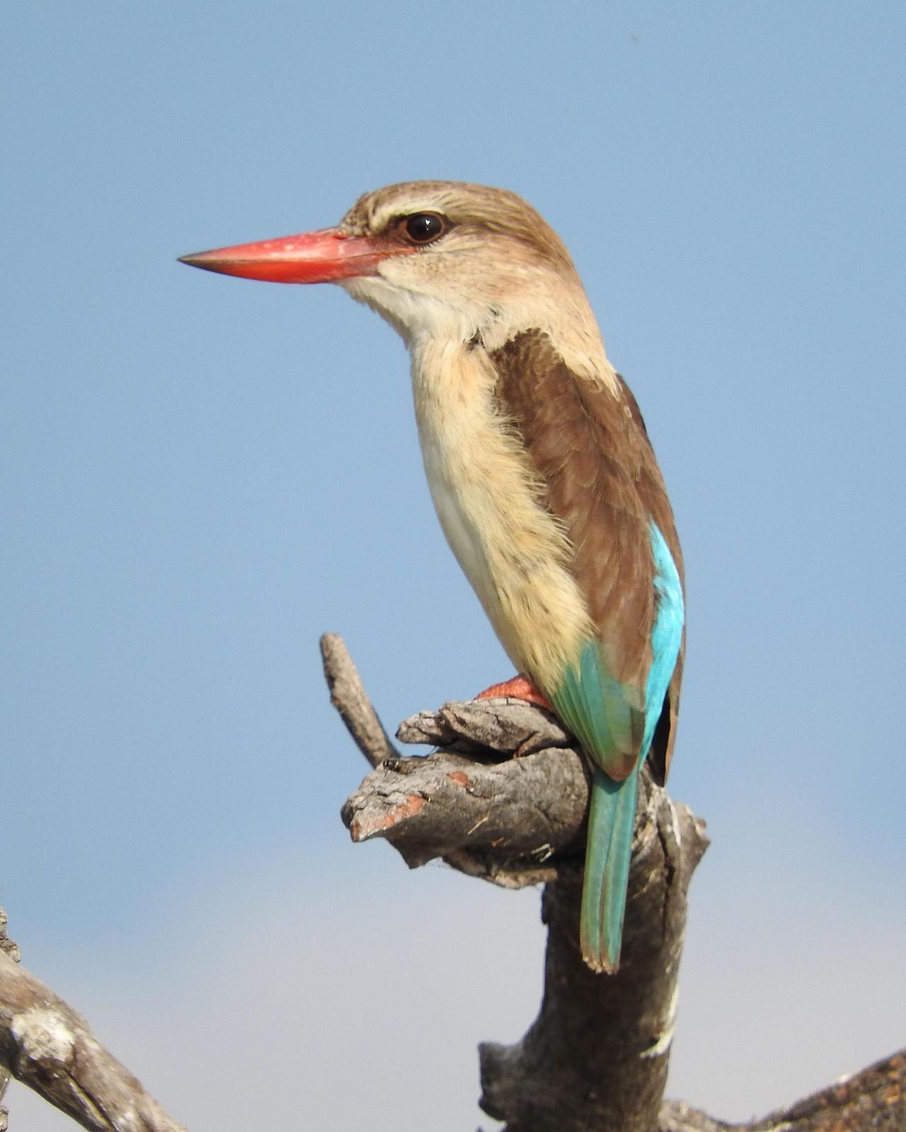 Brown-hooded Kingfisher Photo by Albert Percival