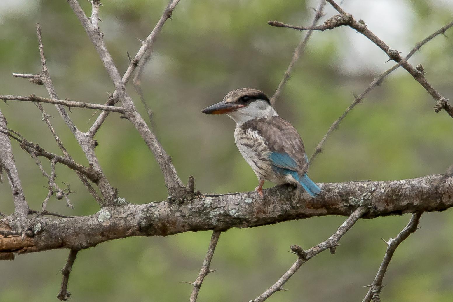 Striped Kingfisher Photo by Gerald Hoekstra
