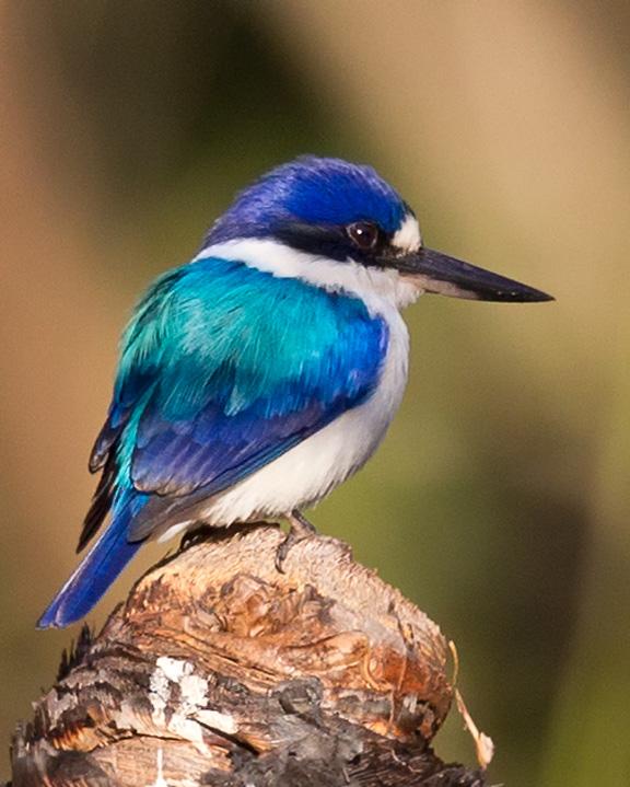 Forest Kingfisher Photo by Mat Gilfedder