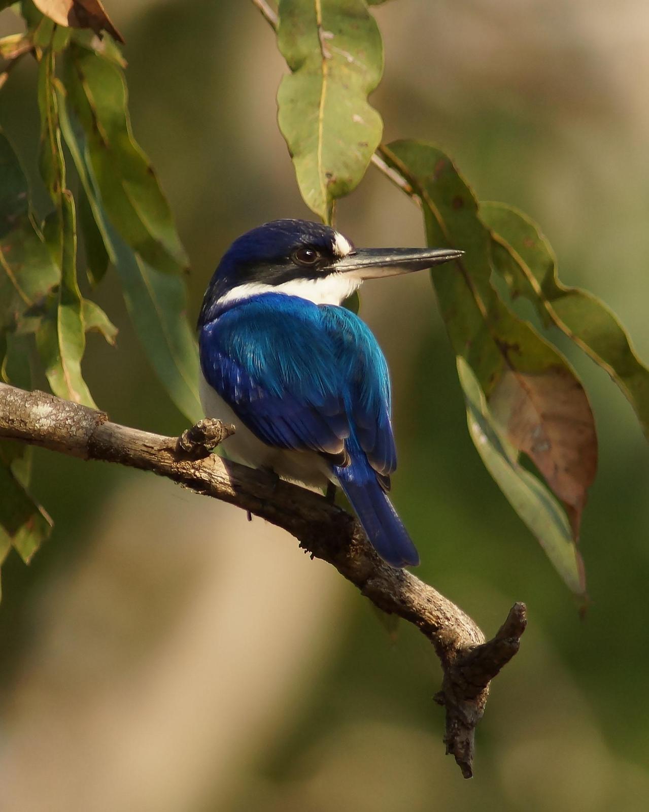 Forest Kingfisher Photo by Steve Percival