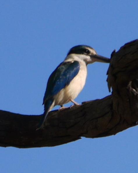 Forest Kingfisher Photo by Peter Lowe