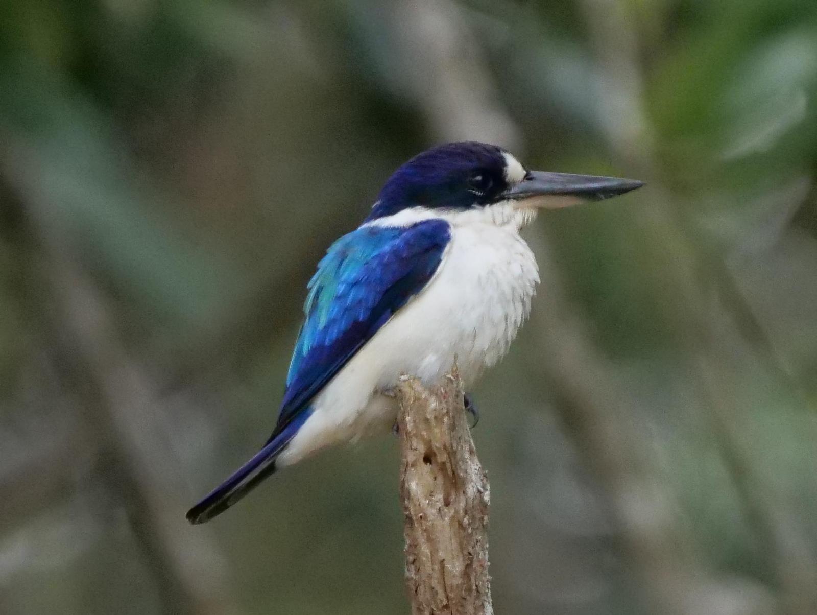 Forest Kingfisher Photo by Peter Lowe