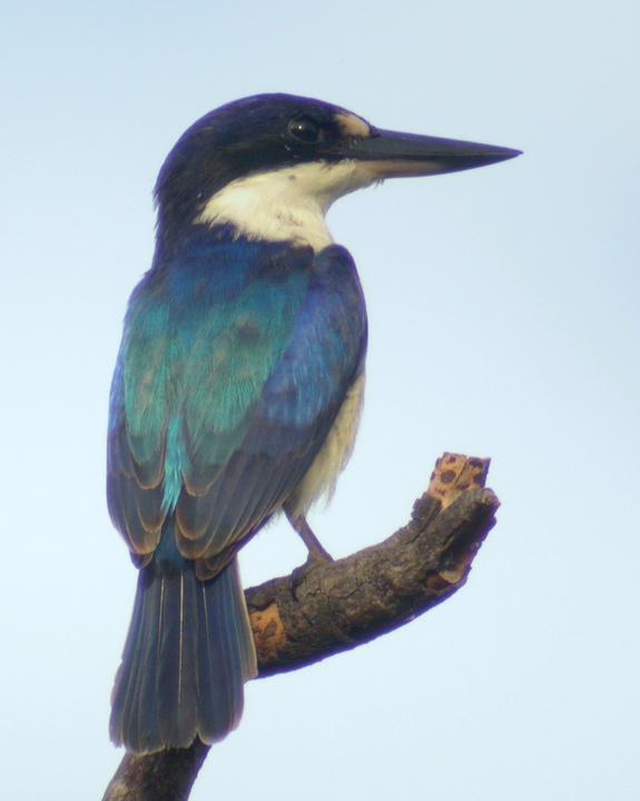 Forest Kingfisher Photo by Mat Gilfedder
