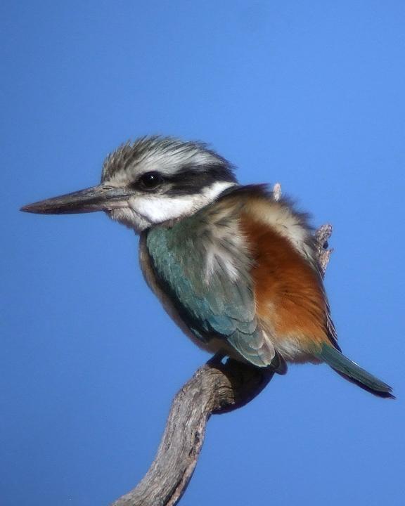 Red-backed Kingfisher Photo by Mat Gilfedder