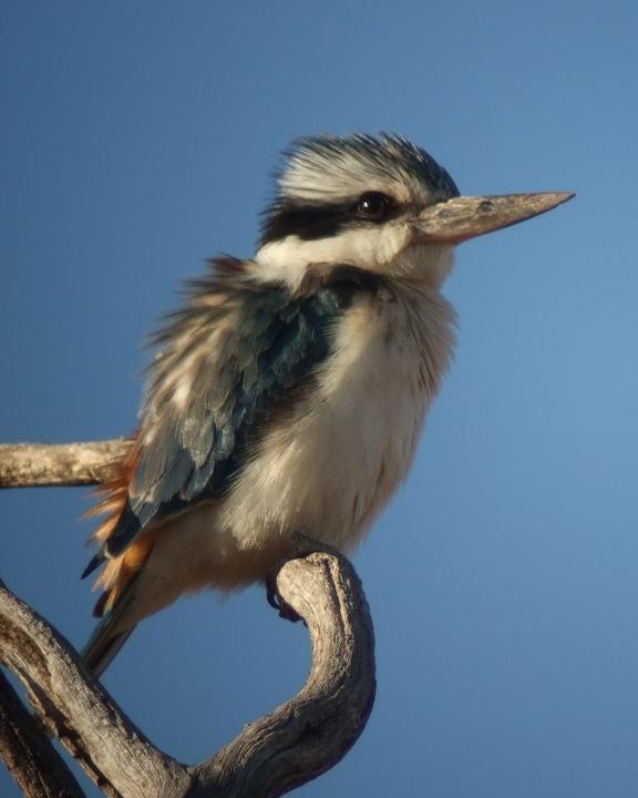 Red-backed Kingfisher Photo by Mat Gilfedder