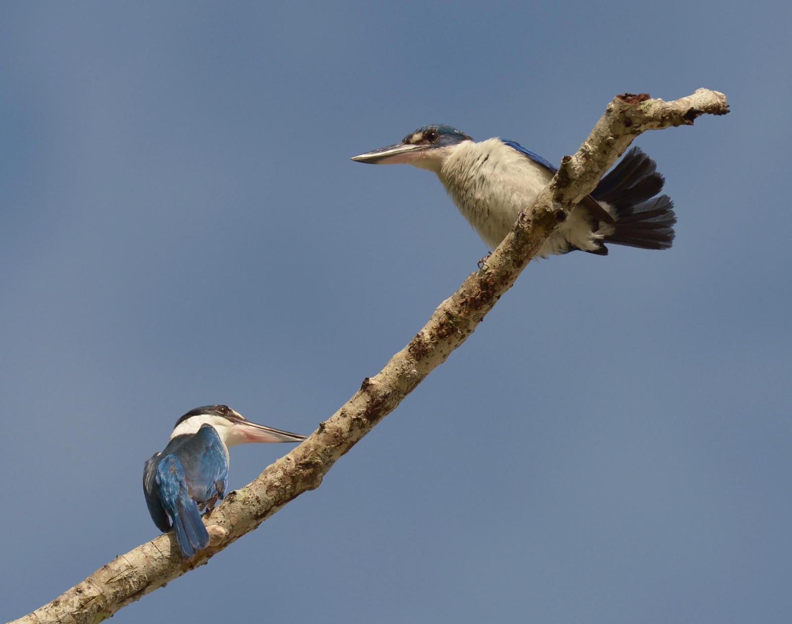 Collared Kingfisher Photo by marcel finlay