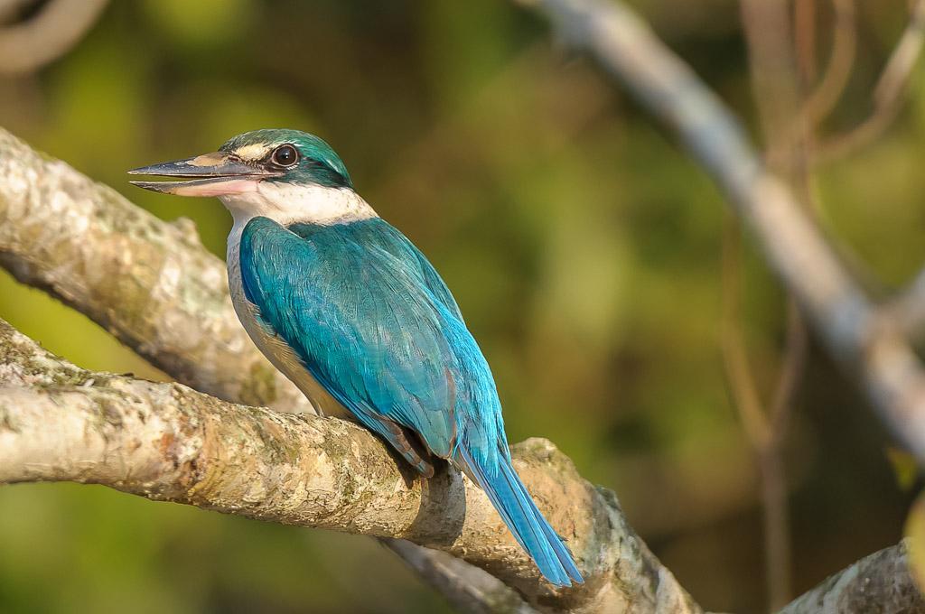 Collared Kingfisher Photo by Kishore Bhargava