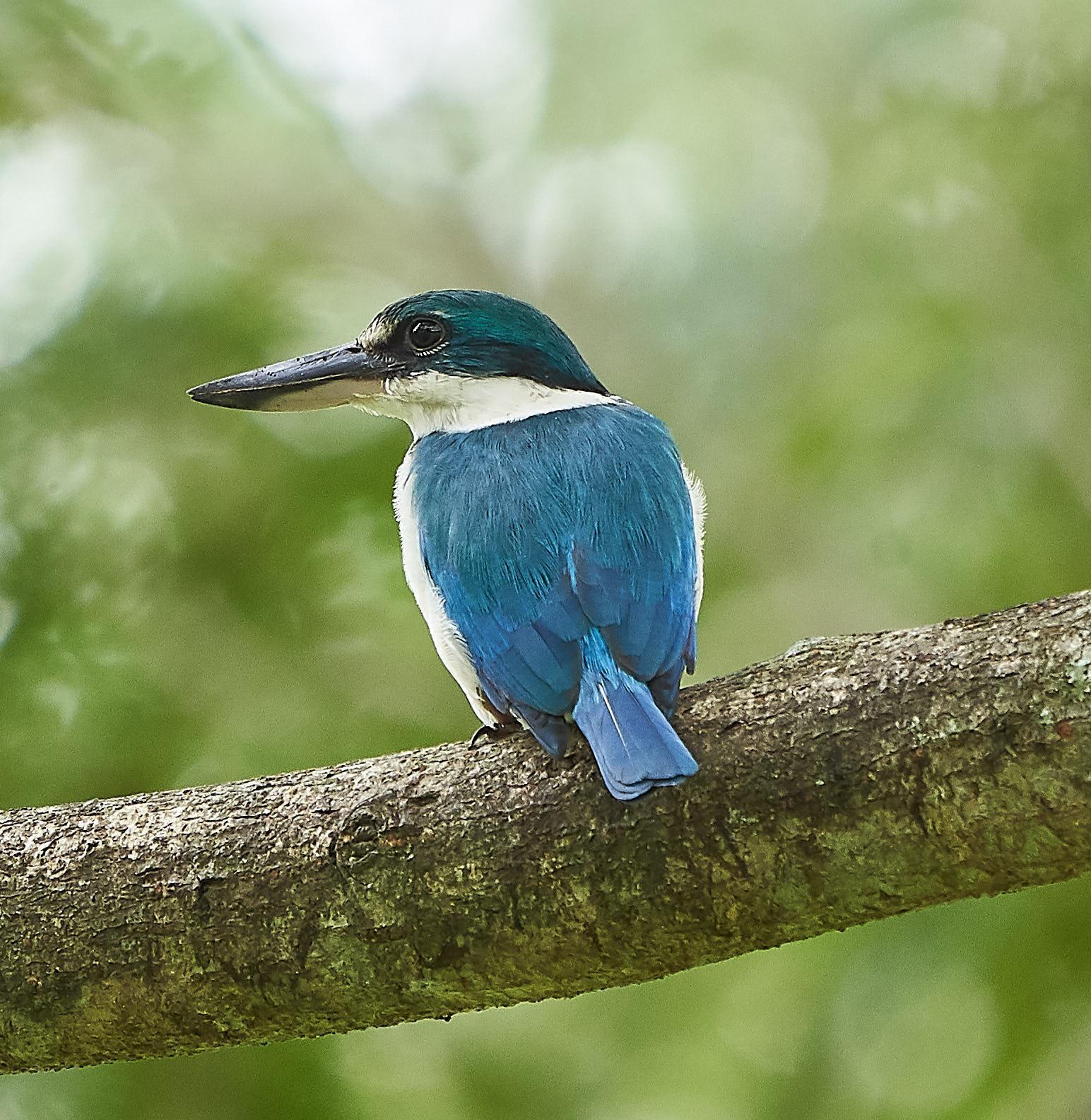 Collared Kingfisher Photo by Steven Cheong