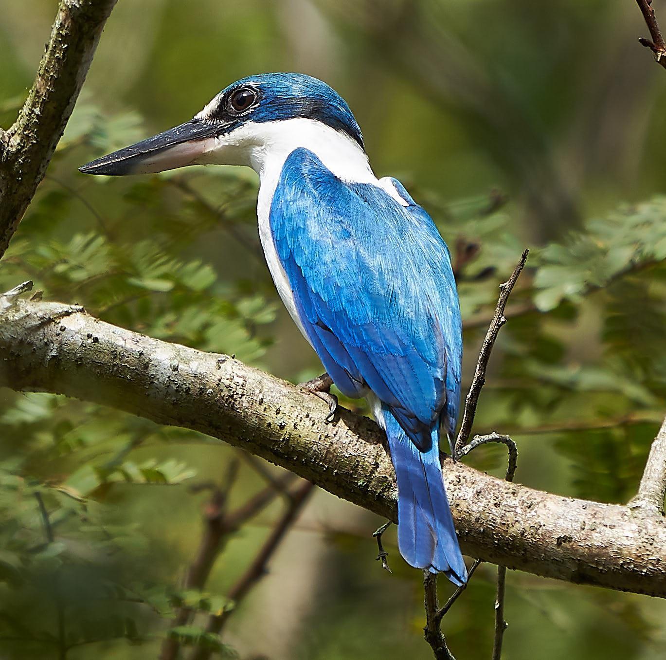 Collared Kingfisher Photo by Steven Cheong