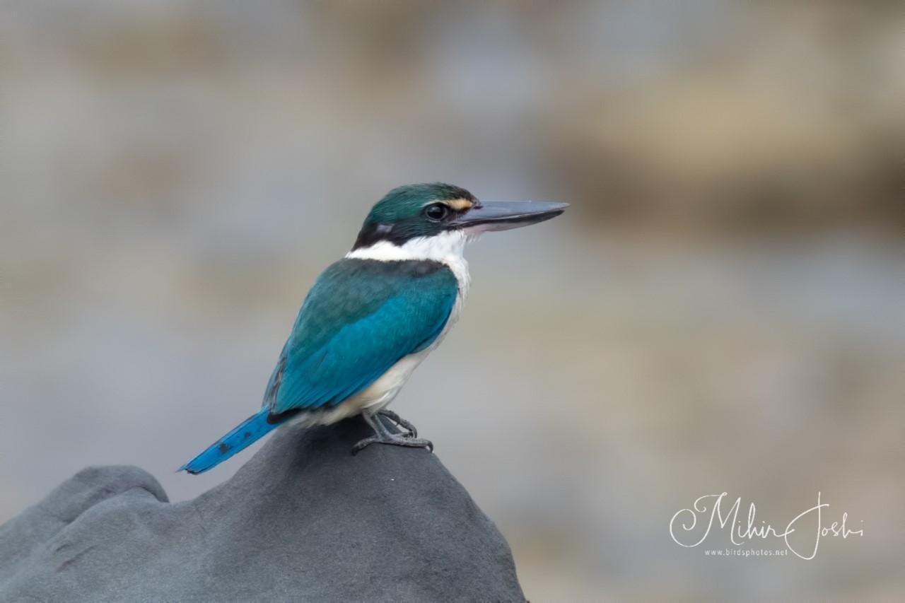 Collared Kingfisher Photo by Mihir Joshi