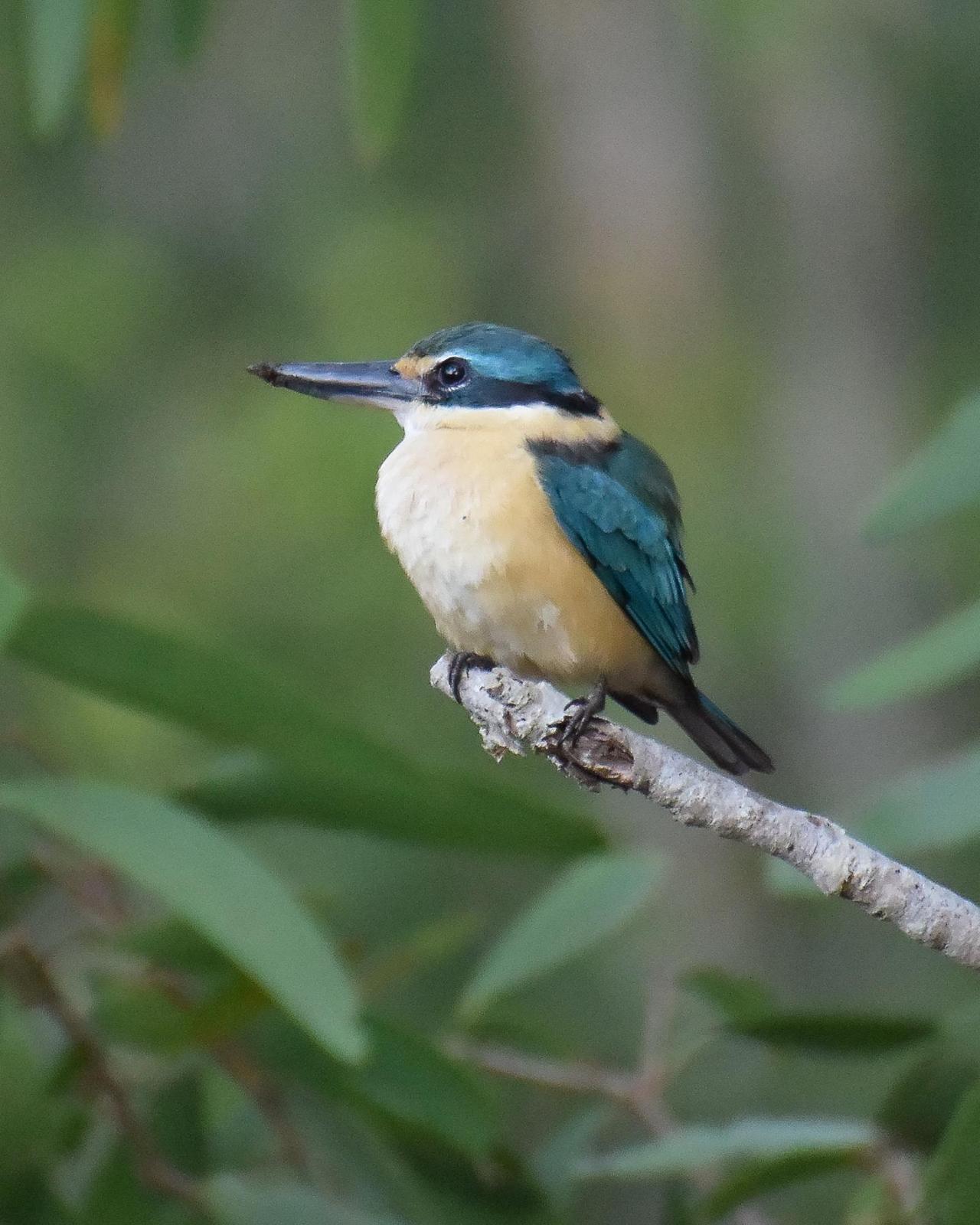 Sacred Kingfisher Photo by Steve Percival