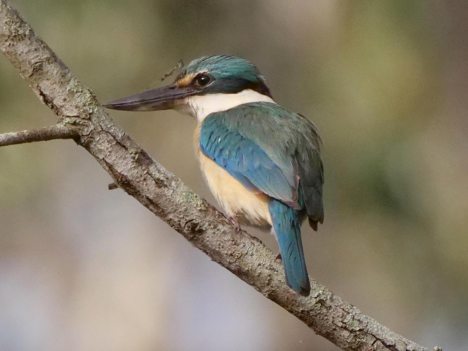 Sacred Kingfisher Photo by Peter Lowe
