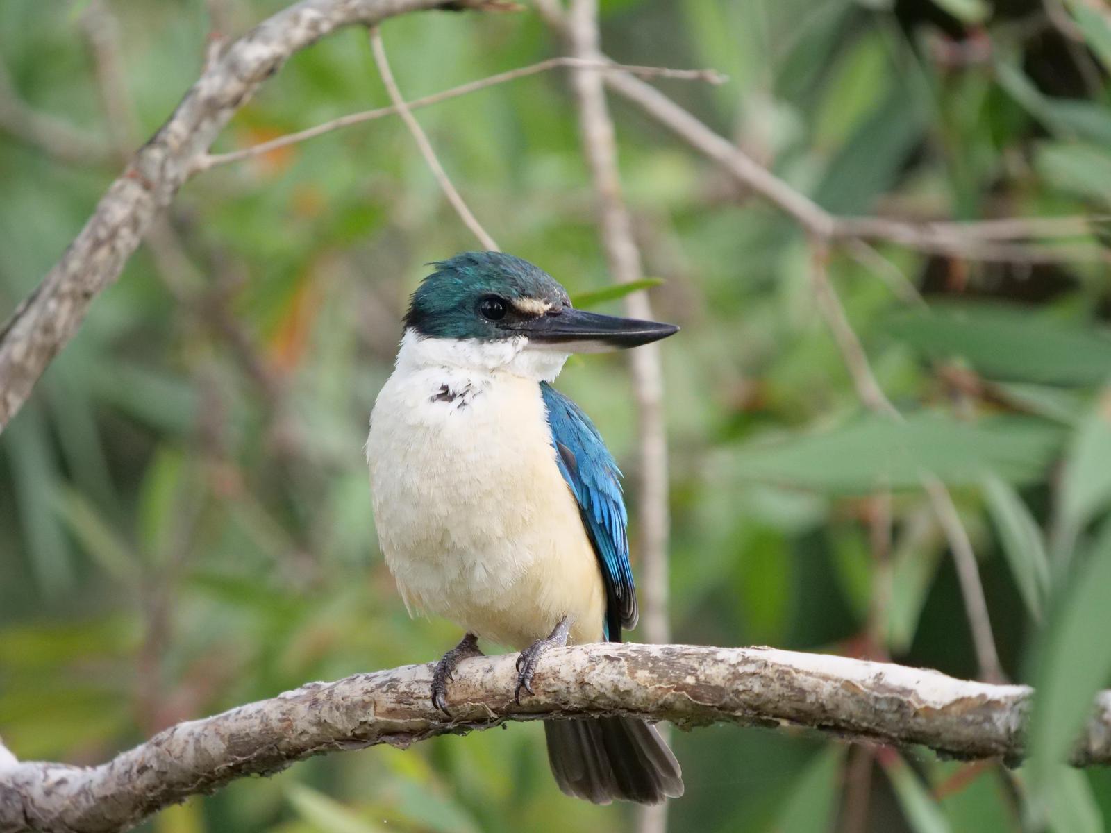 Sacred Kingfisher Photo by Peter Lowe