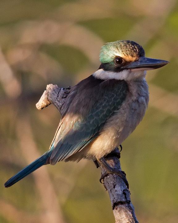 Sacred Kingfisher Photo by Mat Gilfedder