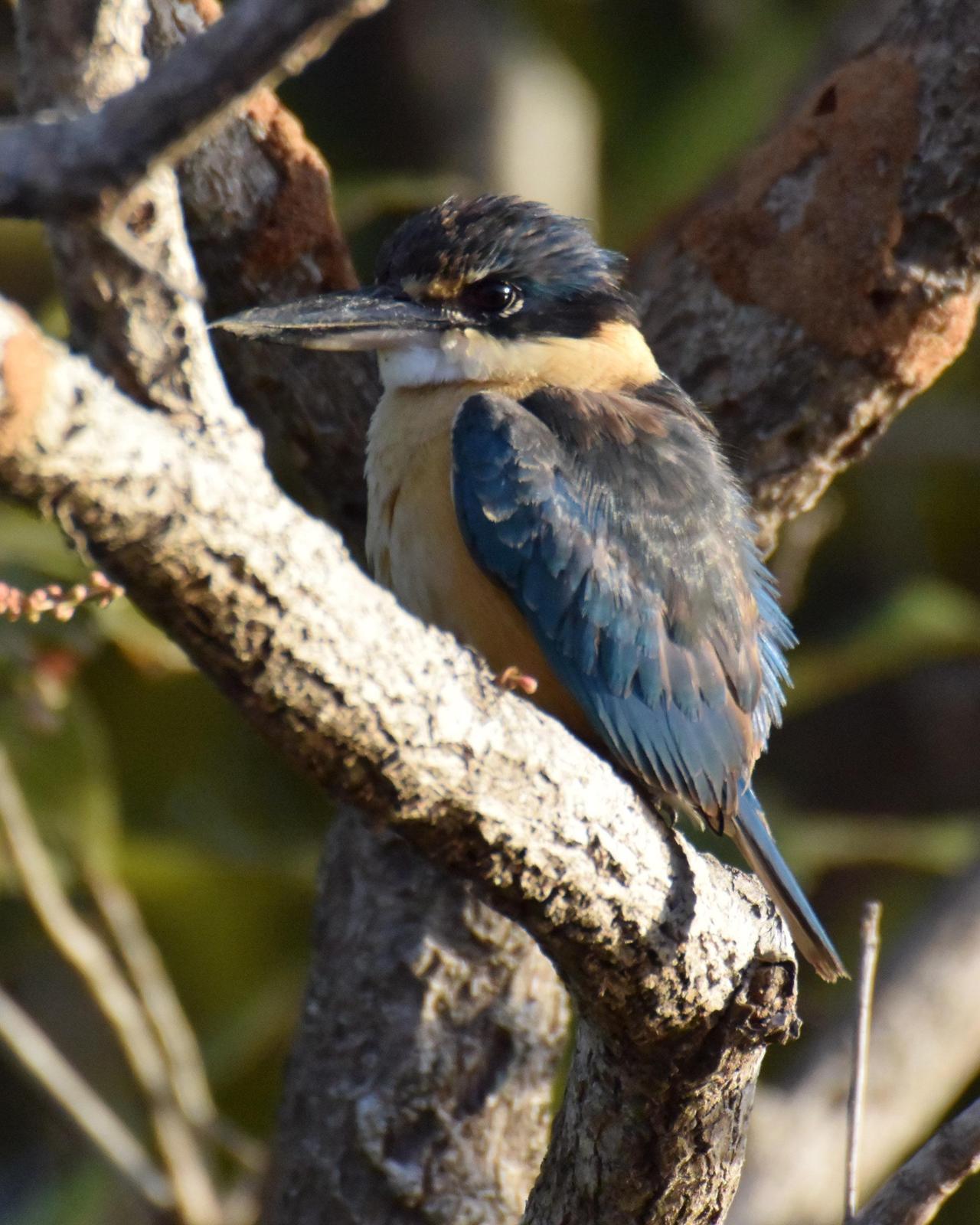 Sacred Kingfisher Photo by Emily Percival