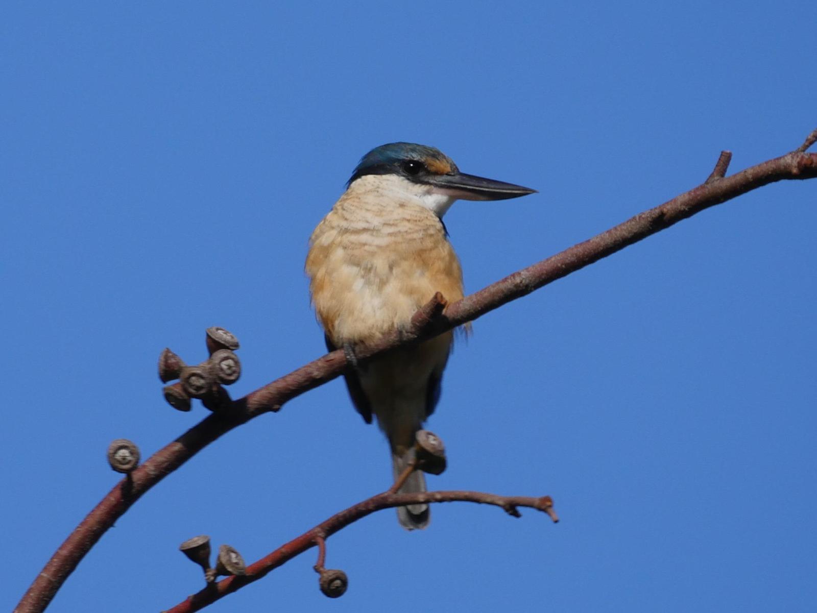 Sacred Kingfisher (Australasian) Photo by Peter Lowe