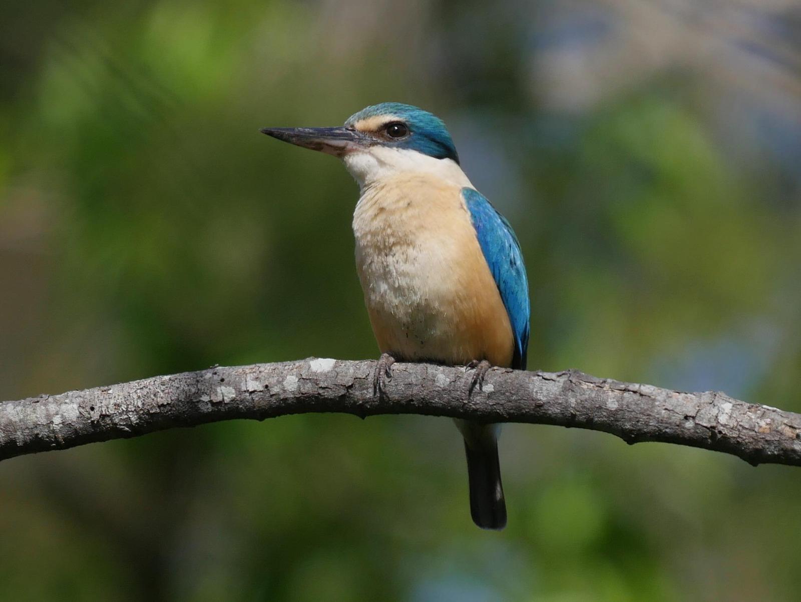 Sacred Kingfisher (Australasian) Photo by Peter Lowe