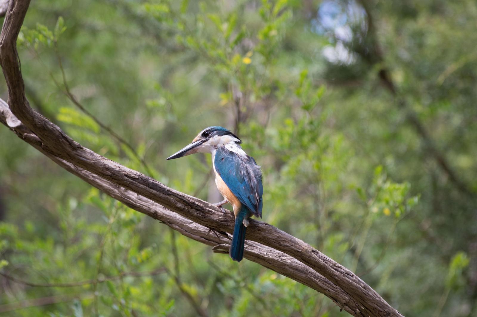Sacred Kingfisher (Australasian) Photo by Richard Lund
