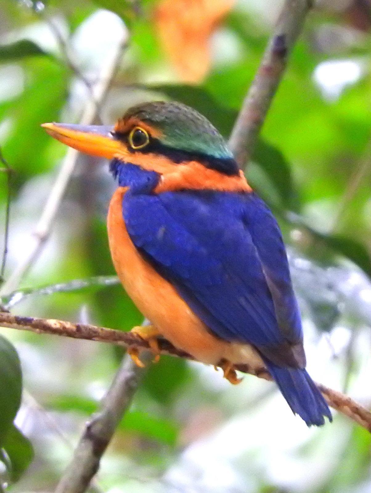 Rufous-collared Kingfisher Photo by Todd A. Watkins