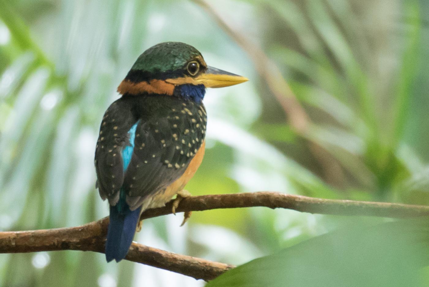 Rufous-collared Kingfisher Photo by Robert Lewis