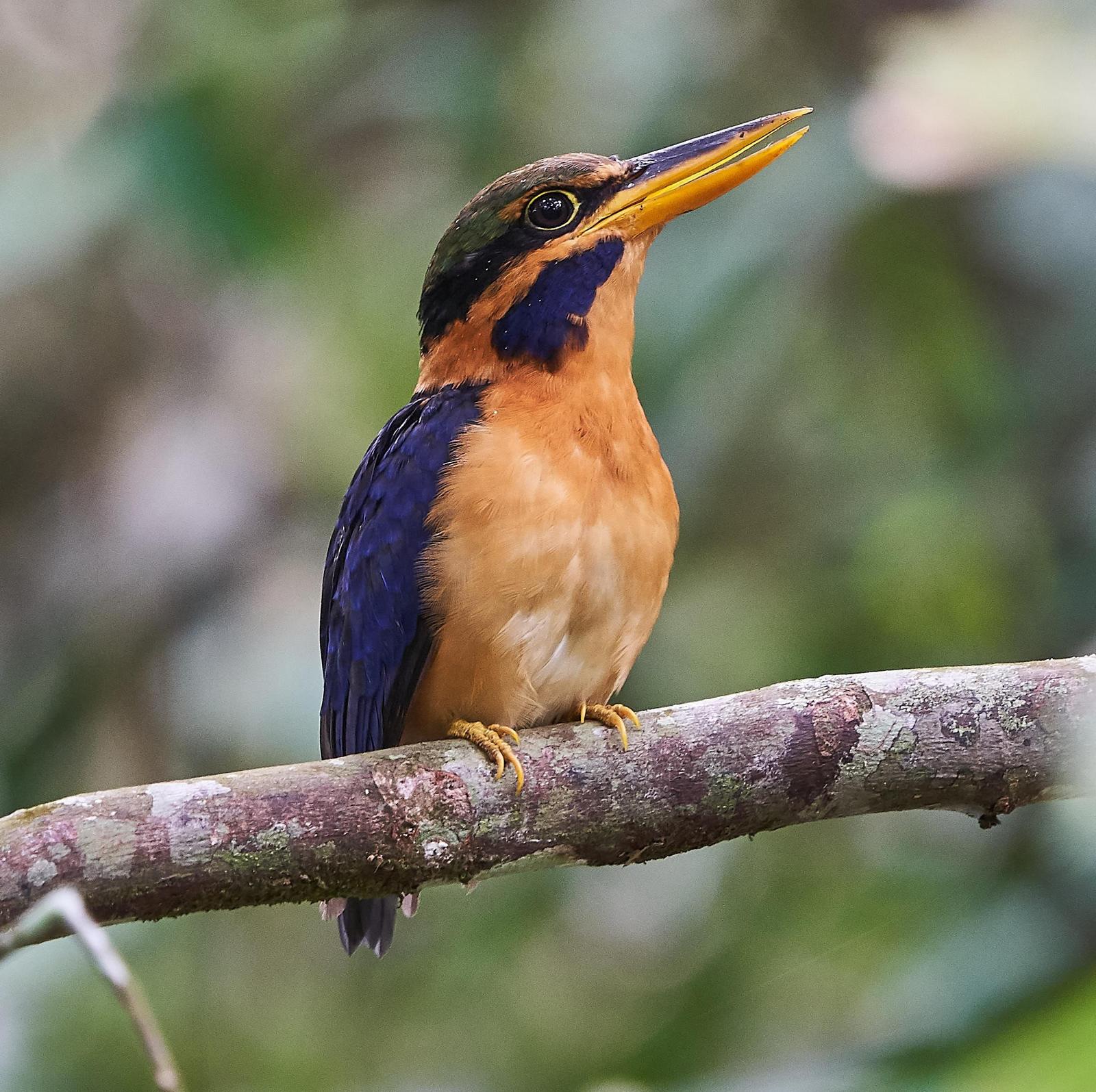Rufous-collared Kingfisher Photo by Steven Cheong