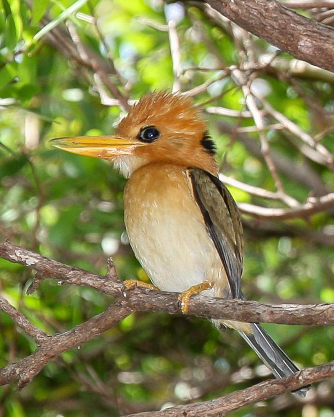 Yellow-billed Kingfisher Photo by Robert Lewis
