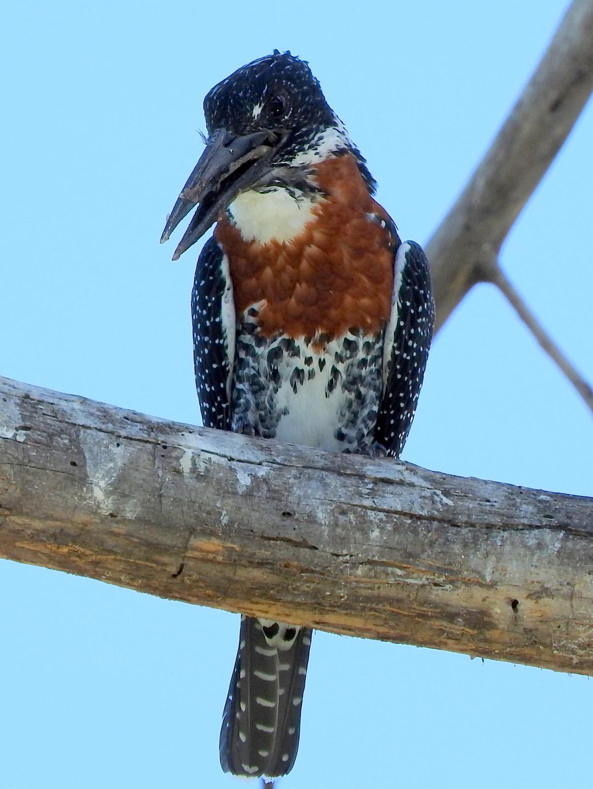 Giant Kingfisher Photo by Todd A. Watkins
