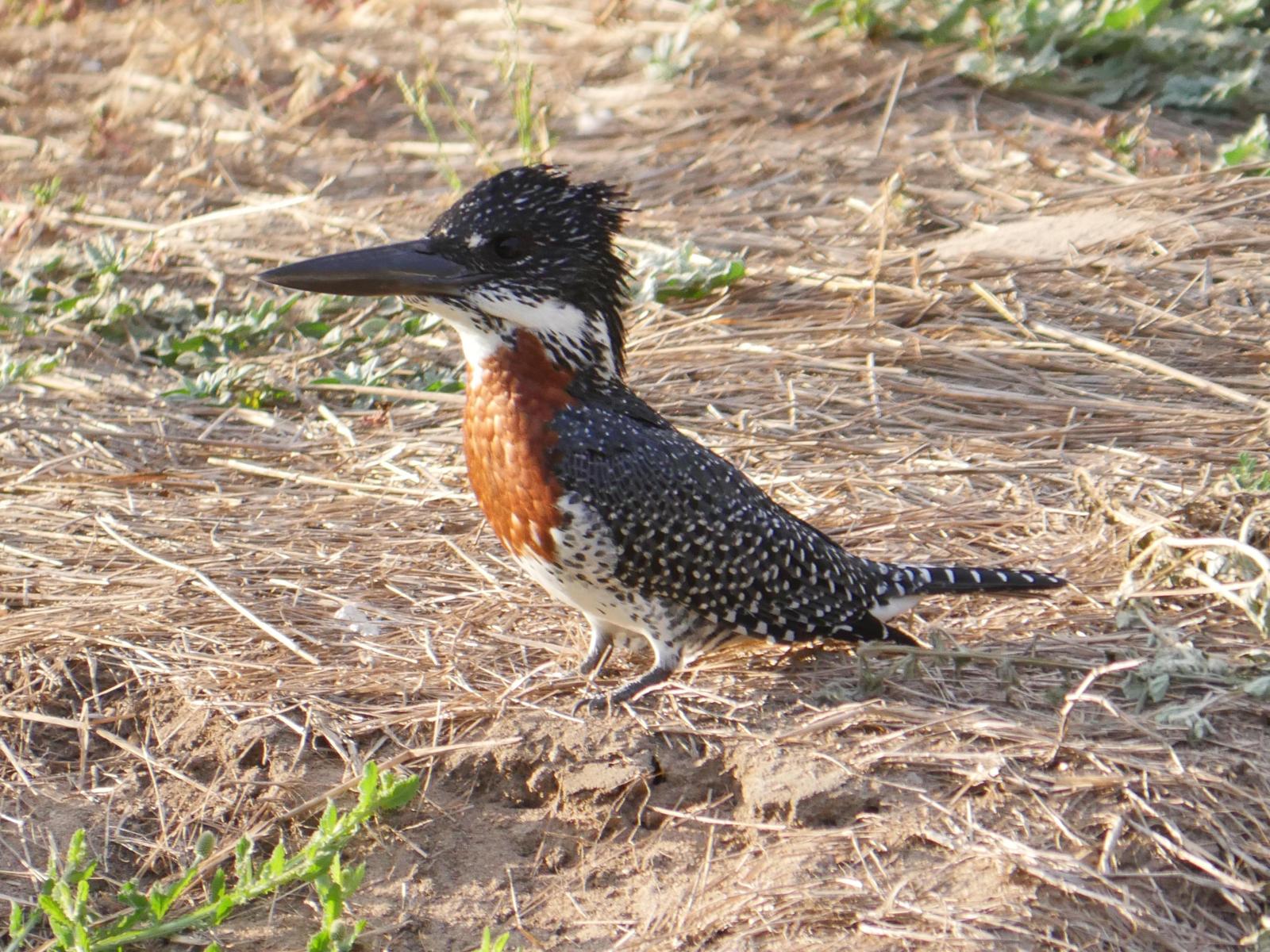 Giant Kingfisher Photo by Peter Lowe