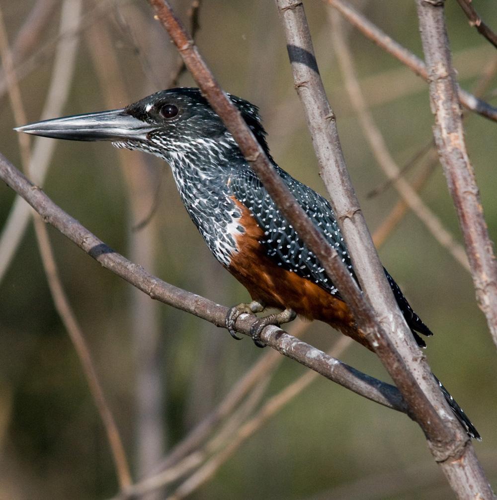 Giant Kingfisher Photo by Carol Foil