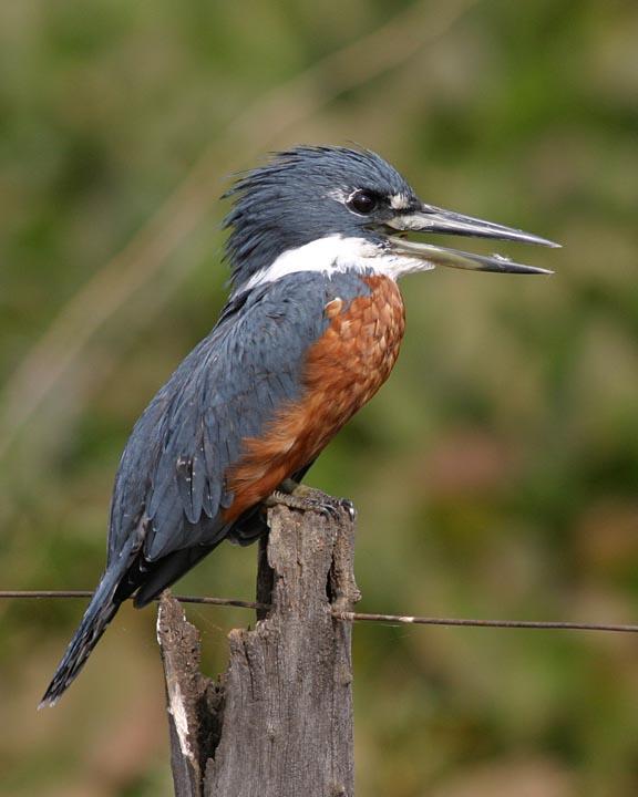 Ringed Kingfisher Photo by Peter Boesman