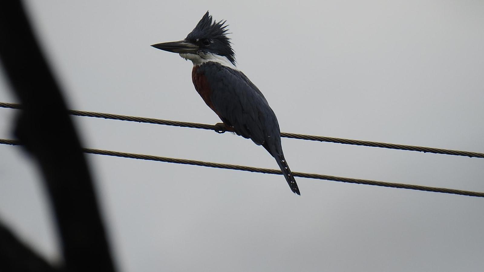 Ringed Kingfisher Photo by Julio Delgado