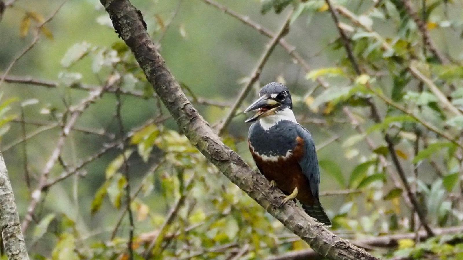 Ringed Kingfisher Photo by Susan Leverton