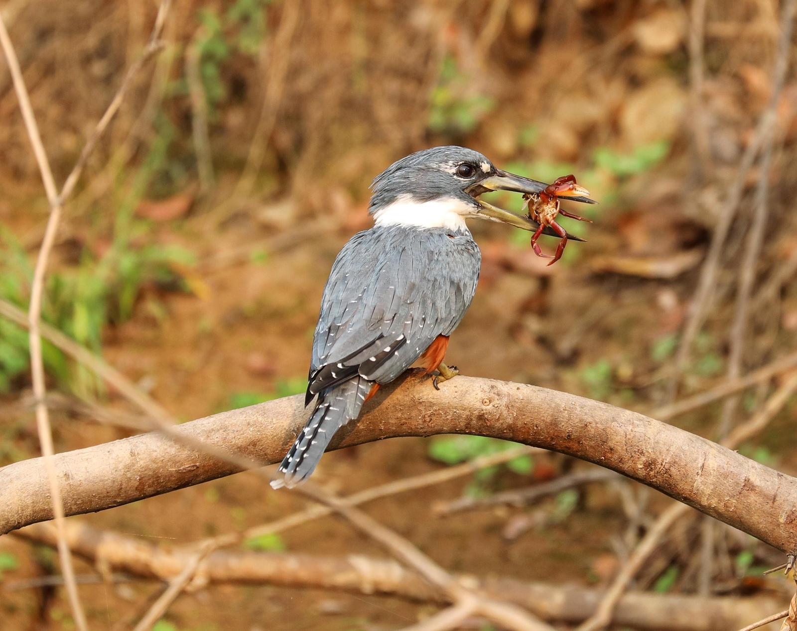Ringed Kingfisher Photo by Debbie Reynolds