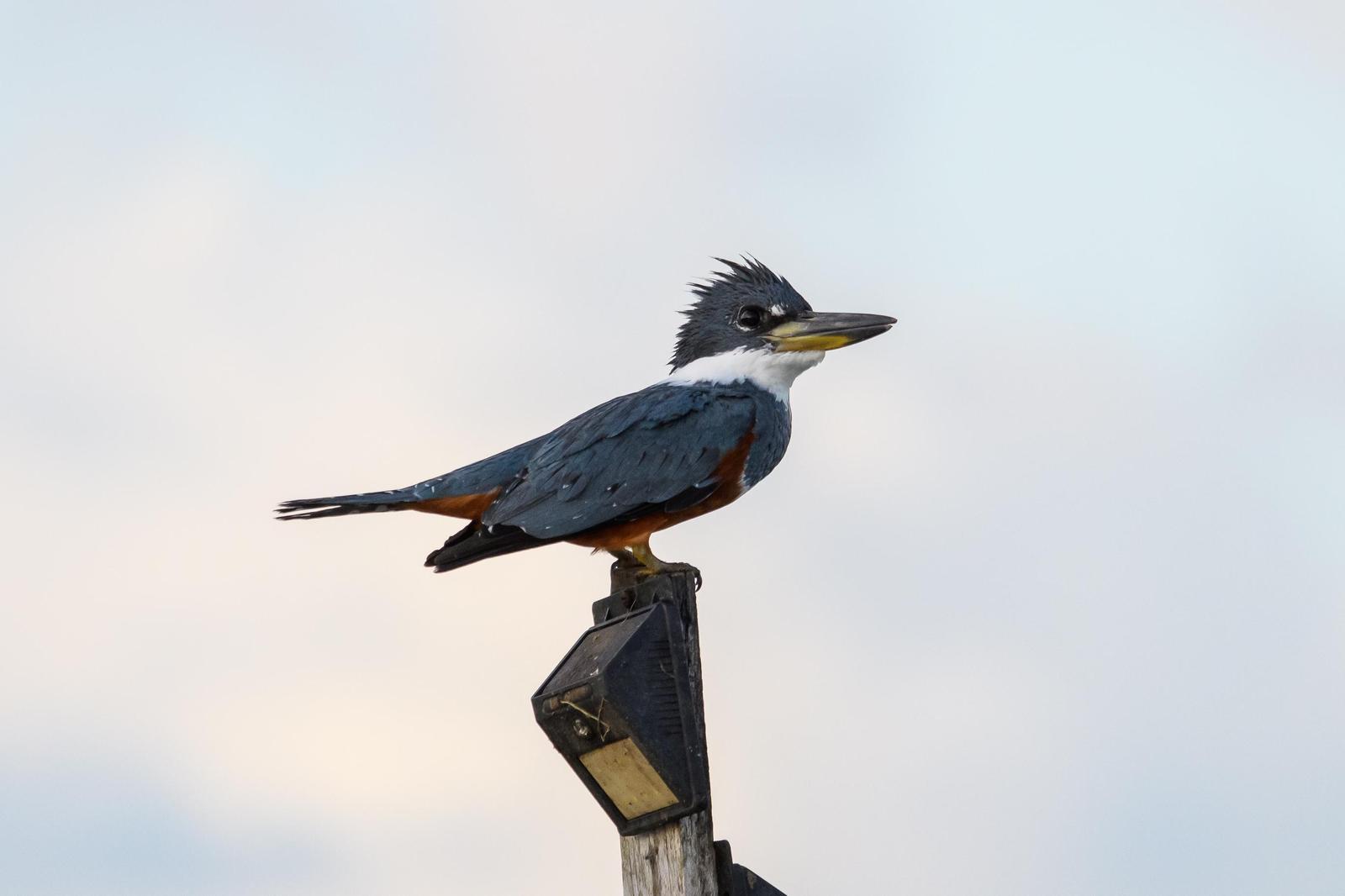 Ringed Kingfisher Photo by Gerald Hoekstra