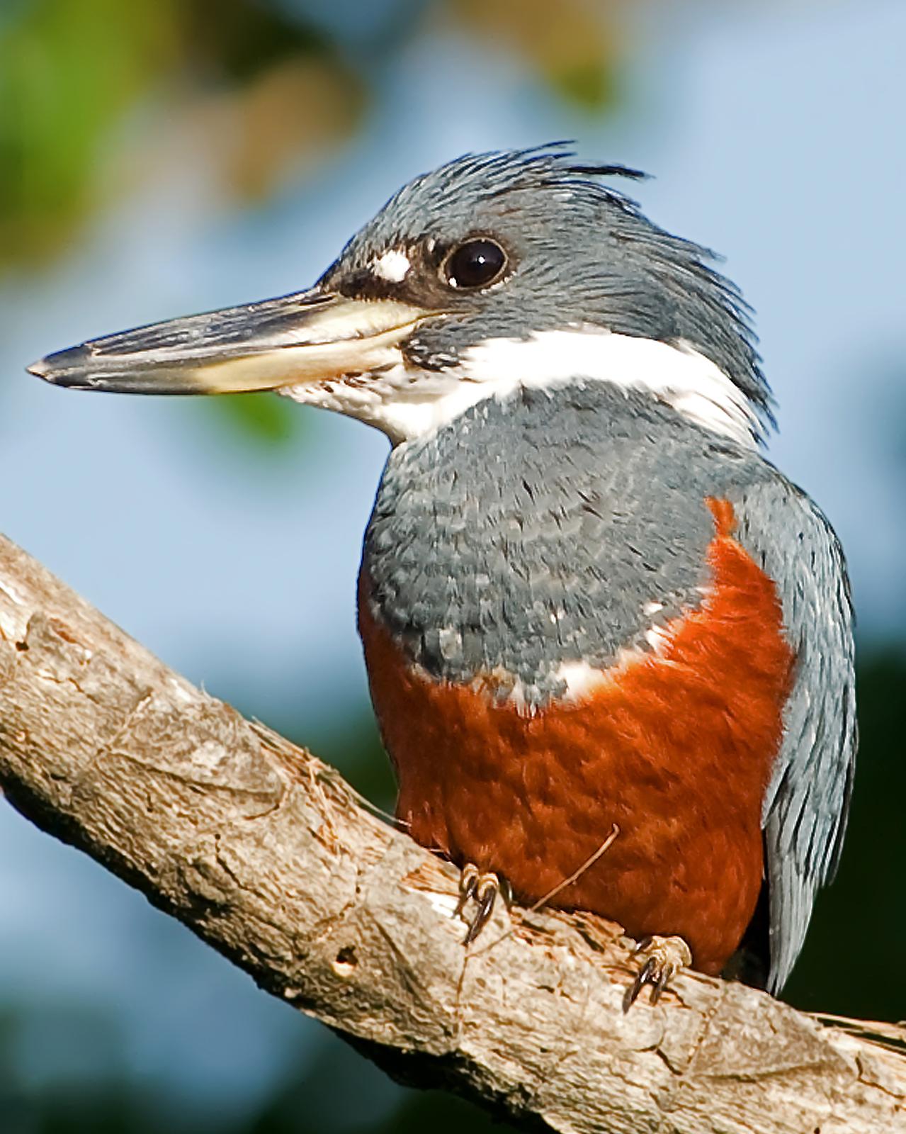 Ringed Kingfisher Photo by Alex Vargas