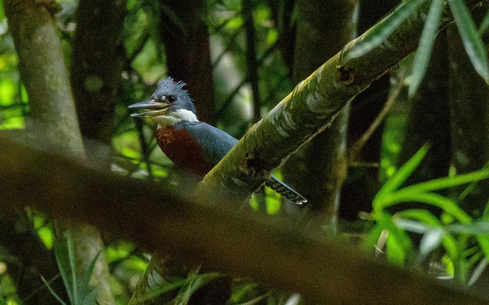 Ringed Kingfisher Photo by Keshava Mysore