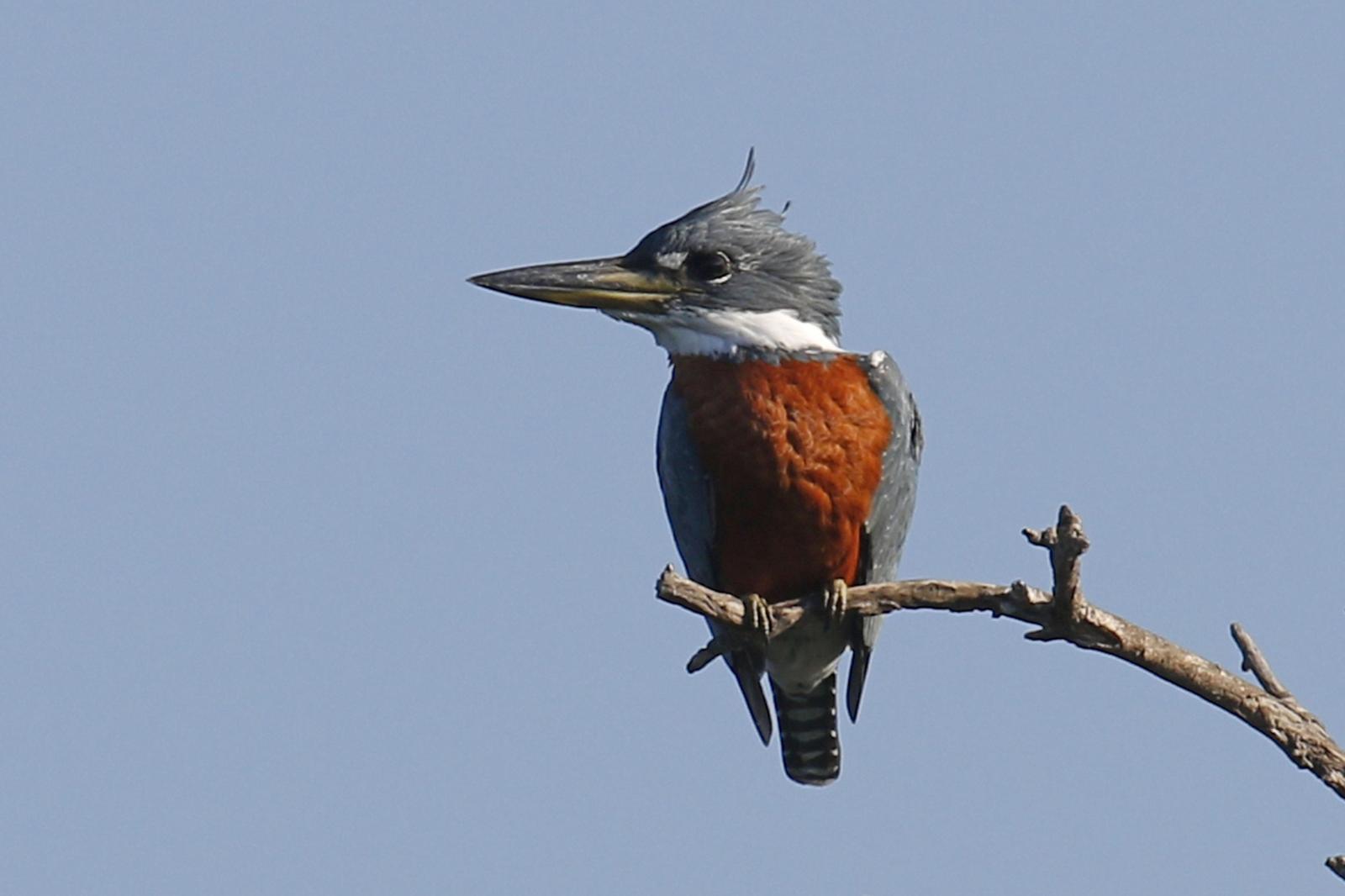 Ringed Kingfisher Photo by Donna Pomeroy